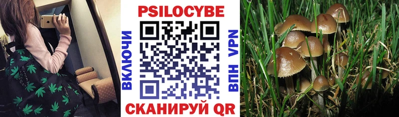 как найти наркотики  Курганинск  Псилоцибиновые грибы GOLDEN TEACHER 